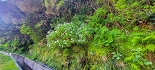Plants: image 12 Of 208 Thumb